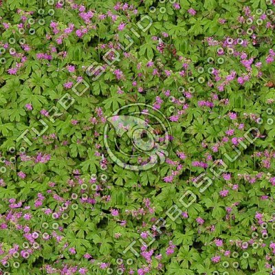 Geranium sylvaticum.tga